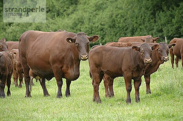 Hausrinder  Sussex-Kühe mit Kälbern  auf der Weide stehende Herde  England  Juni