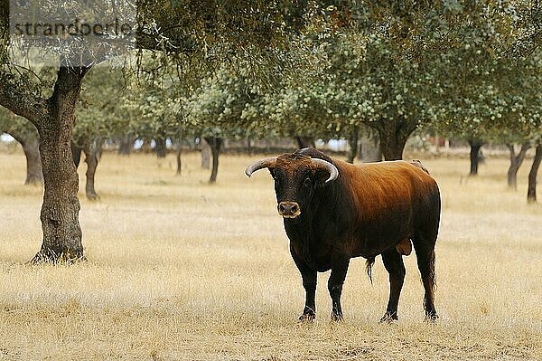Hausrind  Spanischer Kampfstier  Stier  stehend im Dehesa-Lebensraum  Salamanca  Kastilien und Leon  Spanien  September  Europa