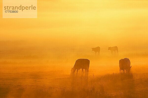 Hausrinder  Kühe und Kälber  grasen an der Küste auf Weideflächen im Sumpfgebiet  Silhouette bei Sonnenaufgang  Elmley Marshes National Nature Reserve  Isle of Sheppey  Kent  England  Juli