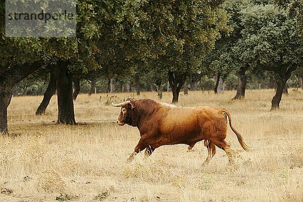 Hausrind  Spanischer Kampfstier  Stier  Laufen im Dehesa-Lebensraum  Salamanca  Kastilien und León  Spanien  September  Europa