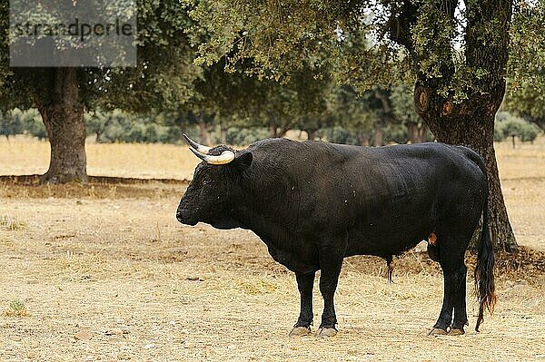 Hausrind  Spanischer Kampfstier  Stier  stehend im Dehesa-Lebensraum  Salamanca  Kastilien und Leon  Spanien  September  Europa