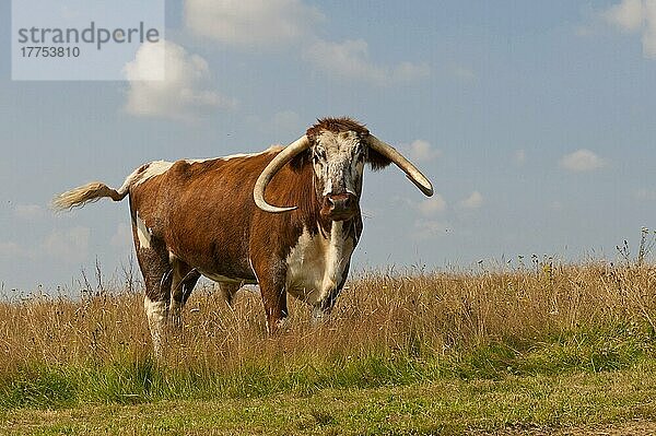Hausrind  Longhorn  Stier  auf der Weide stehend  Norfolk  England  August
