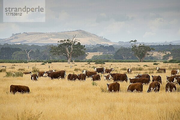 Hausrind  Hereford-Rinderherde  weidet im trockenen Gras  Buninyong  Victoria  Australien  Februar  Ozeanien