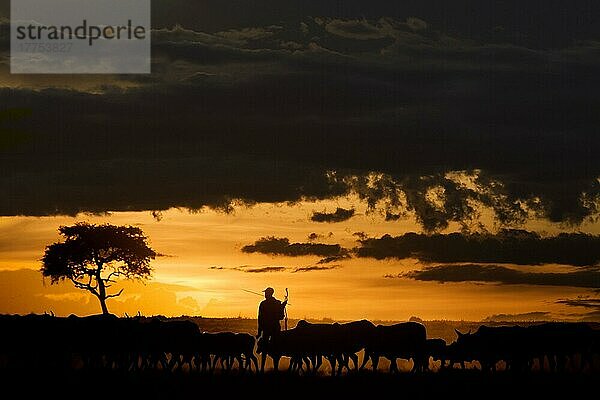 Hausrind  Herde  die von Massai-Stammesangehörigen gehütet wird  Silhouette bei Sonnenuntergang  Masai Mara National Reserve  Kenia  Afrika