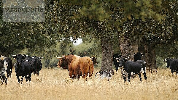 Hausrind  Spanischer Kampfstier  Stier  Kühe und Kalb  traditionelle Herde mit geringer Dichte  steht in Dehesa-Lebensraum  Salamanca  Kastilien und Leon  Spanien  September  Europa
