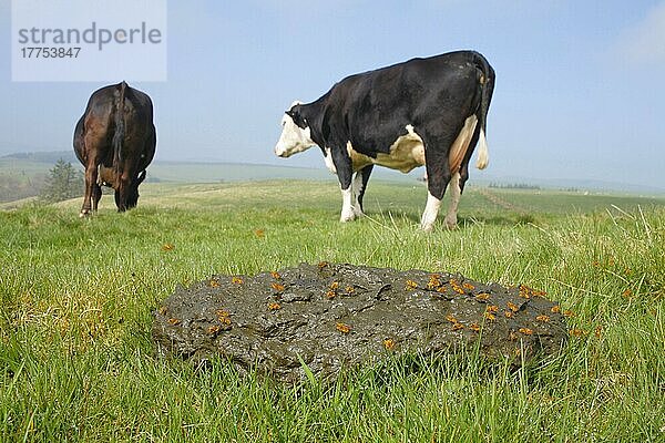 Erwachsene Erwachsene der Gelben Dungfliege (Scathophaga stercoraria)  Gruppe auf frischer Kuhfladen  mit Rindern auf der Weide  Powys  Wales