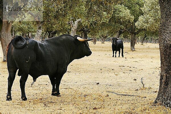 Hausrind  Spanischer Kampfstier  zwei Stiere  stehend im Dehesa-Habitat  Salamanca  Kastilien und León  Spanien  September  Europa