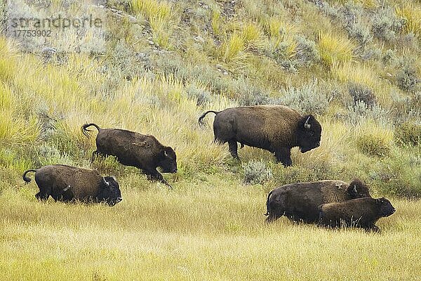 Nordamerikanischer Bison (Bisonbison)  erwachsenes Männchen  Weibchen  unreif und Kalb  läuft im Flusstalboden  Yellowstone N. P. Wyoming (U.) S. A. September