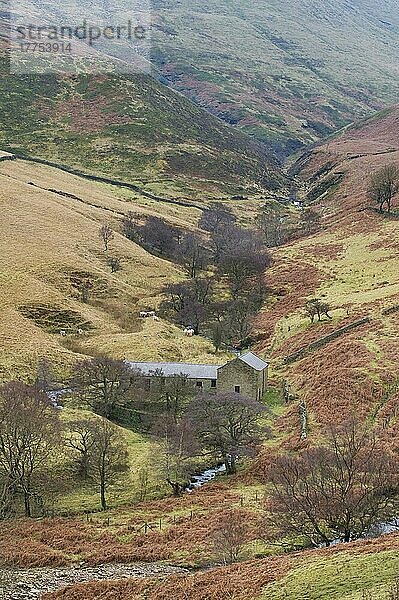 Moorland-Tal mit Bach  Wirtschaftsgebäuden und Vieh  Ashop Valley  Peak District N. P. Derbyshire  England  Winter
