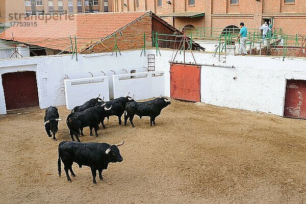 Stierkampf  sechs Stiere  zwei für jeden Matador einer einzelnen Corrida-Veranstaltung  warten auf den Einzug in die Stierkampfarena  Spanien  September  Europa