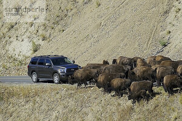 Nordamerikanischer Bison (Bisonbison)  erwachsene Männchen  Weibchen und Kälber  Herde auf der Straße  die einen Stau verursacht  Yellowstone N. P. Wyoming (U.) S. A. September
