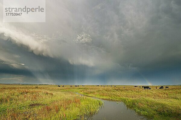 Sturmwolken und Regenbogen über Vieh in küstennahen Weidesümpfen  Elmley Marshes National Nature Reserve  Isle of Sheppey  Kent  England  Juli