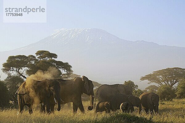 Afrikanischer Elefant (Loxodonta africana)  erwachsene Weibchen und Kälber  Staubbaden und Fütterung der Herde  mit dem schlafenden Vulkanberg des Kilimandscharo in der Ferne  Amboseli N. P. Kenia  Februar