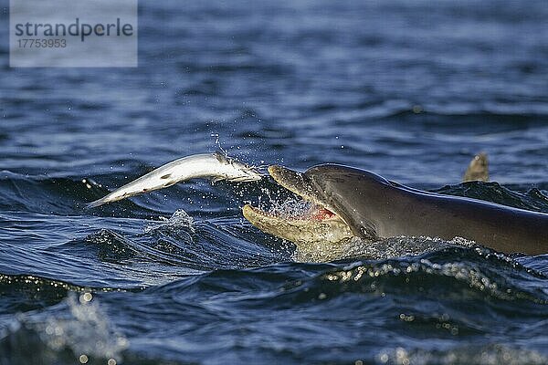 Großer Tümmler (Tursiops truncatus)  Große Tümmler  Delfine  Meeressäuger  Tiere  Säugetiere  Wale  Zahnwale  Common Bottlenose Dolphin adult  catching Atlantic Salmon (Salmo salar) prey  Moray Firth  Scotland