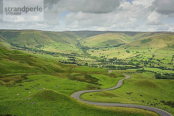 Blick auf kurvenreiche Straße durch Weideland mit Vieh  Vale of Edale  Edale  High Peak District  Derbyshire  England  August