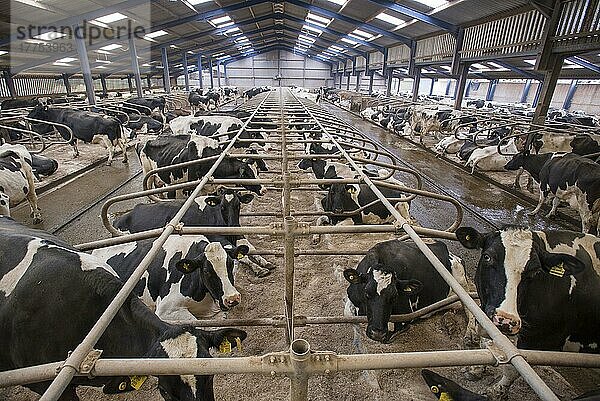 Milchviehhaltung  Holstein-Kühe im Liegeboxenstall mit Gummimatratzen und Sägemehl-Einstreu  Lancashire  England  April