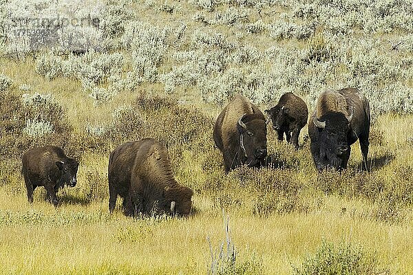 Nordamerikanischer Bison (Bisonbison)  erwachsenes Männchen  Weibchen und Kälber  grasend  einer trägt ein Funksendehalsband  Yellowstone N. P. Wyoming (U.) S. A. September