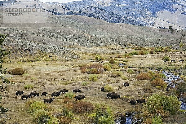 Nordamerikanischer Bison (Bison bison) erwachsene Männchen  Weibchen und Kälber  Herde durchquert Flusstal-Lebensraum  Yellowstone N. P. Wyoming (U.) S. A. September