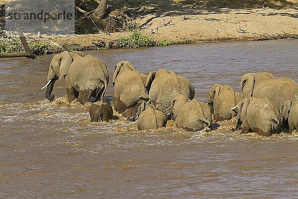 Afrikanischer (Loxodonta africana) Elefantnische Elefanten  Elefanten  Säugetiere  Tieren Elephant adult females and calves  herd crossing river  Samburu National Reserve  Kenya  August