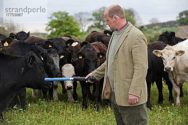 Rinderzucht  Landwirt liest elektronische Rindermarken mit elektronischem Lesestift  Northumberland  England  Großbritannien  Europa