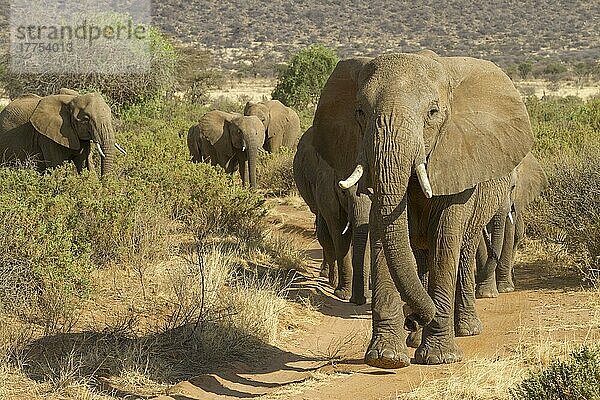 Afrikanischer (Loxodonta africana) Elefantnische Elefanten  Elefanten  Säugetiere  Tieren Elephant adult females and calves  herd walking along track in dry savannah  Samburu National Reserve  Kenya  August