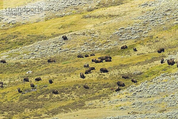 Nordamerikanischer Bison (Bisonbison)  erwachsene Männchen  Weibchen und Kälber  Herde weidet am Hang  Yellowstone N. P. Wyoming (U.) S. A. September