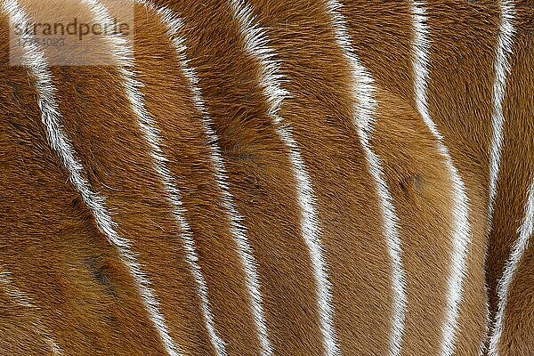 Taurotragus euryceros  Tragelaphus euryceros  Bongo  Bonogs  Bongo-Antilope (Tragelaphus eurycerus)  Antilopen  Huftiere  Paarhufer  Säugetiere  Tiere  Bongo adult  close-up of stripes on coat (captive)