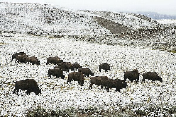 Nordamerikanische Bison-Herde (Bison-Bison)  die sich im schneebedeckten Habitat ernährt  Hayden Valley  Yellowstone N. P. Wyoming (U.) S. A. September