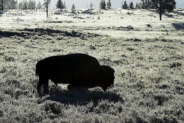 Nordamerikanischer Bison (Bison bison)  erwachsenes Männchen  hinterleuchtet bei frühmorgendlichem Frost  Yellowstone N. P. Wyoming (U.) S. A. September