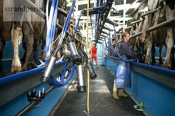 Milchviehhaltung  Melkzeugeinheit im Melkstand mit Holstein-Kühen  Preston  Lancashire  England  September