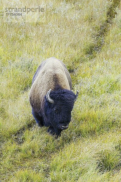Nordamerikanischer Bison (Bison bison)  erwachsenes Männchen  folgt Spur durch Grasland  Yellowstone N. P. Wyoming (U.) S. A. September