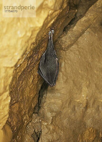 Kleine Hufeisenfledermaus (Rhinolophus hipposideros)  erwachsen  überwintert in ockergefärbter Kalksteinhöhle  Somerset  England  März