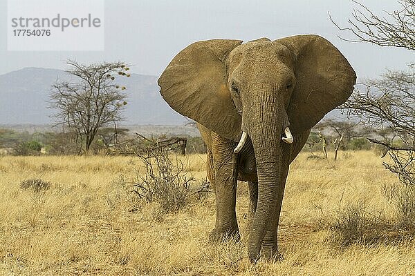 Afrikanischer (Loxodonta africana) Elefantnische Elefanten  Elefanten  Säugetiere  Tieren Elephant immature  standing in dry savannah  Samburu National Reserve  Kenya  August