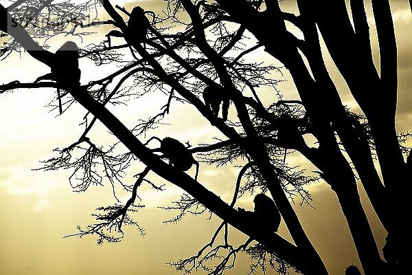 Erwachsener Olivenpavian (Papio anubis)  Gruppe auf Baumzweigen sitzend  Silhouette bei Sonnenuntergang  Ol Pejeta Conservancy  Bezirk Laikipia  Kenia  Februar  Afrika