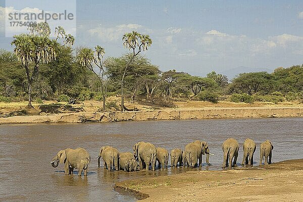 Afrikanischer (Loxodonta africana) Elefantnische Elefanten  Elefanten  Säugetiere  Tieren Elephant adult females and calves  herd drinking at river  Samburu National Reserve  Kenya  August