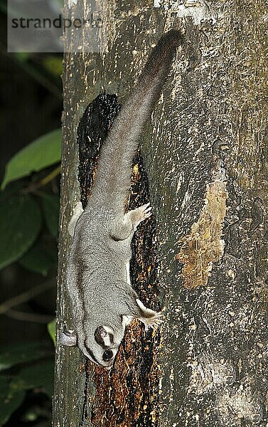 Erwachsener Zuckersegler (Petaurus breviceps)  ernährt sich nachts von Baumsaft  Atherton Tableland  Great Dividing Range  Queensland  Australien  Oktober  Ozeanien