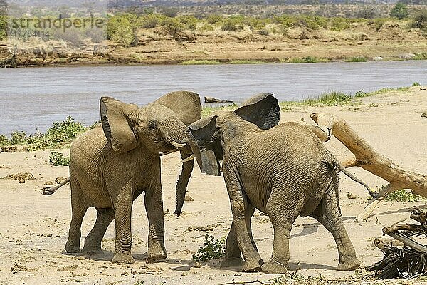 Afrikanischer (Loxodonta africana) Elefantnische Elefanten  Elefanten  Säugetiere  Tieren Elephant two immatures  playfighting on riverbank  Samburu National Reserve  Kenya  August
