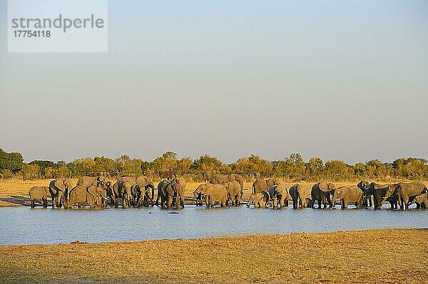Afrikanischer (Loxodonta africana) Elefantnische Elefanten  Elefanten  Säugetiere  Tieren Elephant herd  drinking at waterhole  Hwange N. P. Zimbabwe  July