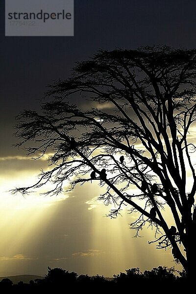 Erwachsener Olivenpavian (Papio anubis)  Gruppe auf Baumzweigen sitzend  Silhouette bei Sonnenuntergang  Ol Pejeta Conservancy  Bezirk Laikipia  Kenia  Februar  Afrika