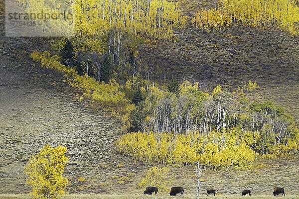 Nordamerikanischer Bison (Bison bison)  erwachsene Weibchen und Kälber  die in ihrem Lebensraum weiden  Grand Teton N. P. Wyoming (U.) S. A. Oktober