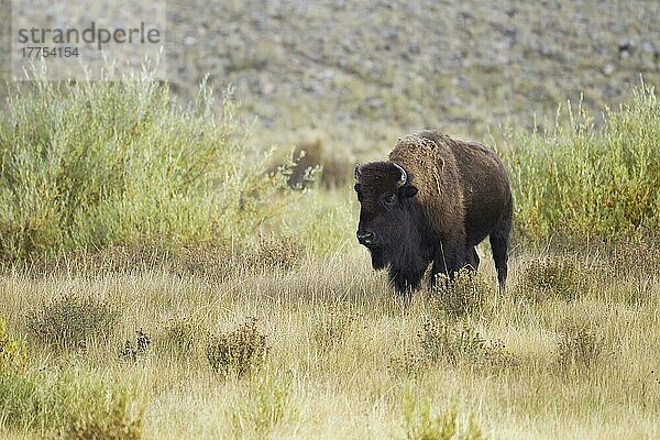 Nordamerikanischer Bison (Bison bison) erwachsen  stehend im Gras  Yellowstone N. P. Wyoming (U.) S. A. September
