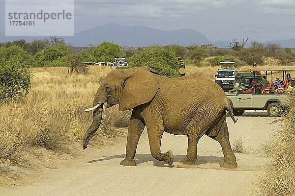 Afrikanischer (Loxodonta africana) Elefantnische Elefanten  Elefanten  Säugetiere  Tieren Elephant adult  crossing track in front of safari vehicles with tourists  Samburu National Reserve  Kenya  August