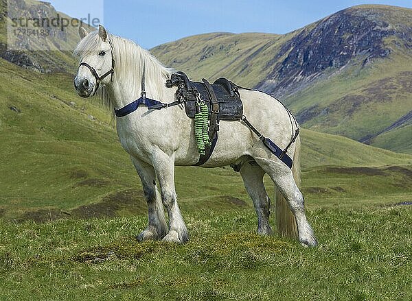 Pferd  Highland Pony  erwachsen  mit Glenstrathfarrar-Hirsch-Pirschsattel  stehend im Hochland  Spittal of Glenshee  Cairngorms N. P. Perth und Kinross  Highlands  Schottland  Mai