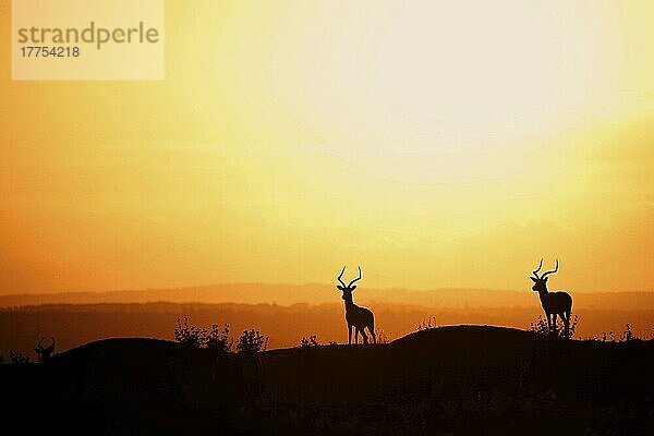 Impala  Schwarzfersenantilope  Impalas  Schwarzfersenantilopen (Aepyceros melampus)  Antilopen  Huftiere  Paarhufer  Säugetiere  Tiere  Impala three adult males  Silhouette at sunset  Nairobi N. P. Ken