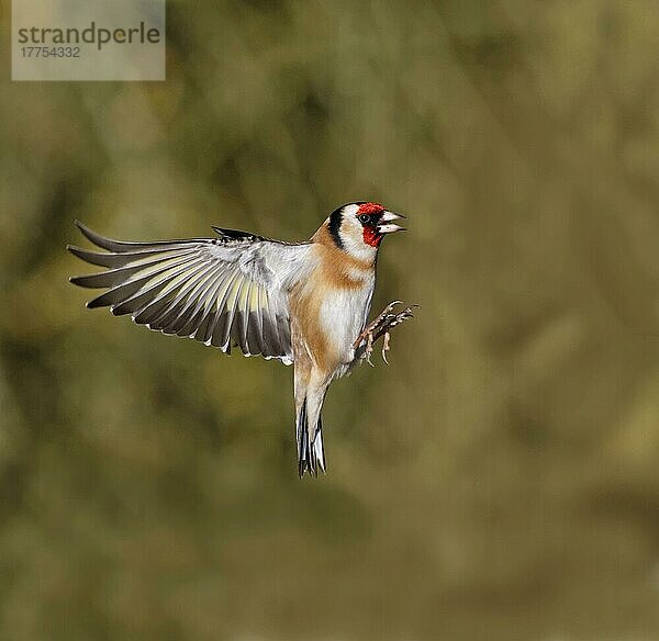 Europäischer Stieglitz (Carduelis carduelis) erwachsen  im Flug  Warwickshire  England  Januar