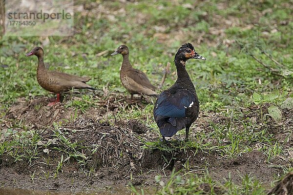 Moschusente (Amazonetta brasiliensis) (Cairina moschata)  erwachsenes Weibchen  mit brasilianischer Krickente  erwachsenes Paar  am Ufer stehend  Pantanal  Mato Grosso  Brasilien  Südamerika