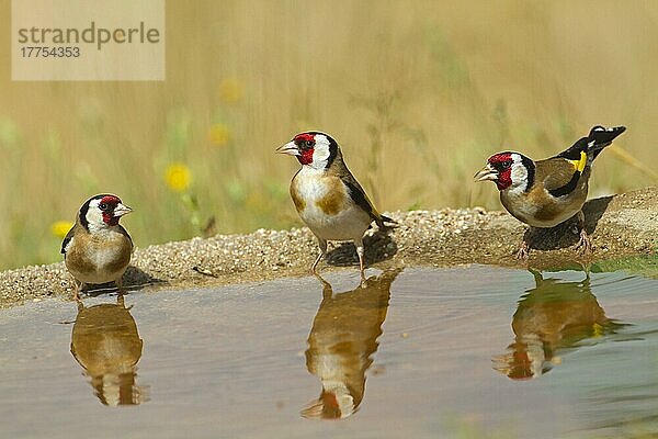 Stieglitz (Carduelis carduelis) drei Erwachsene  trinken am Pool mit Reflexionen  Spanien  Juni  Europa