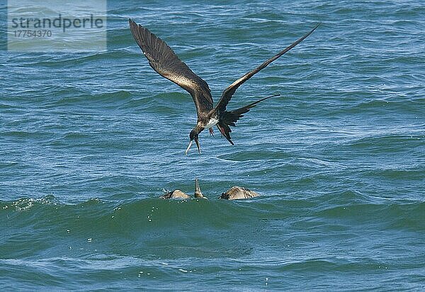 Großer Fregattvogel (Fregata minor ridgwayi) erwachsenes Weibchen  Belästigung des Blaufusstölpels (Sula nebouxii) als Nahrung  Kleptoparasitismus  Galapagos