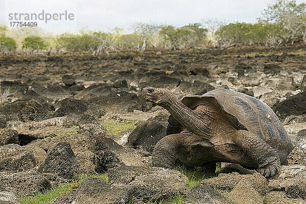 Testudo elephantopus  Chelonoidis nigra  Galapagos-Riesenschildkröte  Elefantenschildkröte  Galapagos-Riesenschildkröten (Geochelone nigra)  Elefantenschildkröten  E