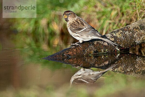 Roter Birkenzeisig (Carduelis flammea) erwachsen  trinkt am Waldteich  Norfolk  England  Januar